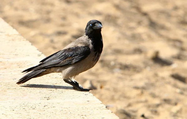 Ворона Капюшоне Городском Парке Израиля Собирает Хлебные Крошки — стоковое фото