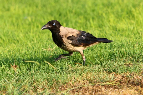 Cuervo Encapuchado Parque Ciudad Israel Recoge Migas Pan —  Fotos de Stock