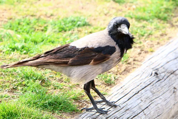 Corvo Incappucciato Parco Cittadino Israele Raccoglie Briciole Pane — Foto Stock