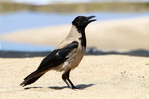 Corbeau Capuchon Dans Parc Municipal Israël Recueille Des Miettes Pain — Photo