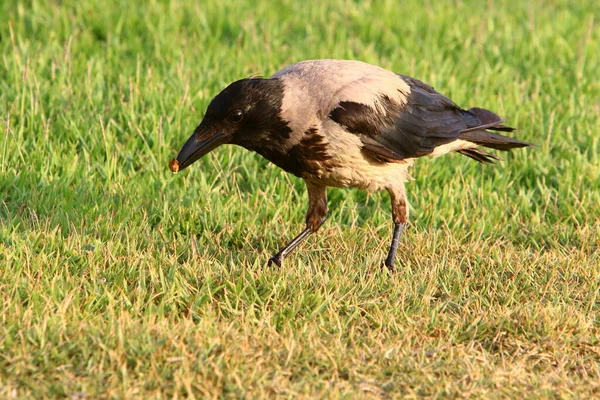 Corvo Incappucciato Parco Cittadino Israele Raccoglie Briciole Pane — Foto Stock