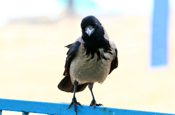 Corbeau Capuchon Dans Parc Municipal Israël Recueille Des Miettes Pain — Photo