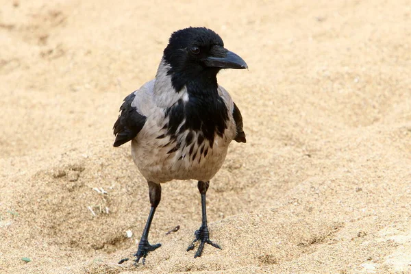 Cuervo Encapuchado Parque Ciudad Israel Recoge Migas Pan —  Fotos de Stock