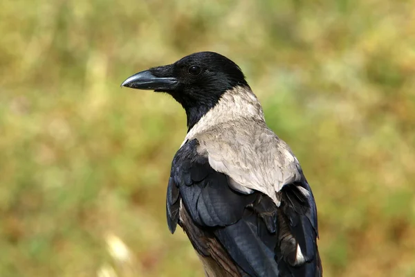 Cuervo Encapuchado Parque Ciudad Israel Recoge Migas Pan — Foto de Stock