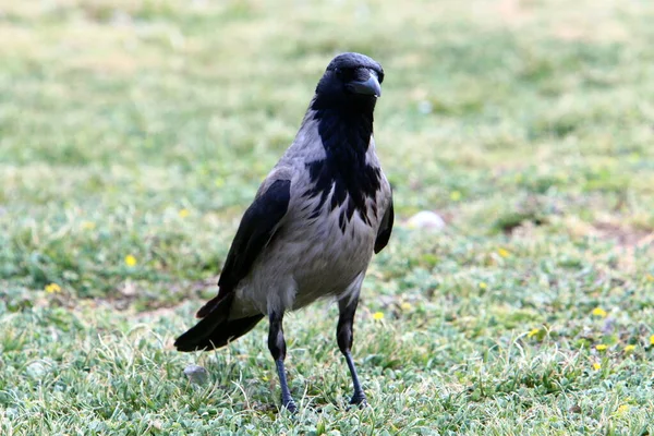 Hooded Crow City Park Israel Collects Bread Crumbs — Stock Photo, Image