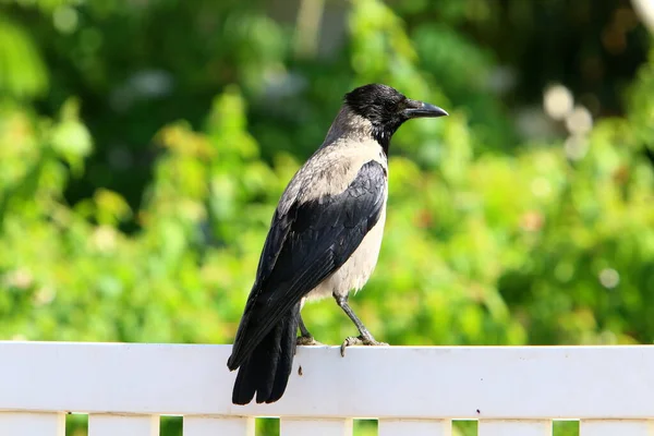 Hooded Crow City Park Israel Collects Bread Crumbs — Stock Photo, Image
