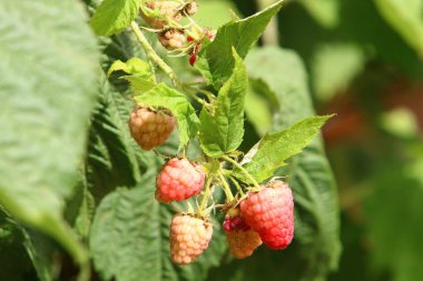Ripe raspberries on the branches in a city park in Israel against a background of green leaves 