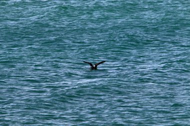 İsrail 'in kuzeyindeki Akdeniz' in sığ sularındaki deniz suyunun rengi 