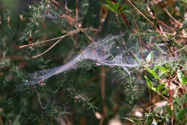 Bitkilerin yaprakları ve dalları üzerindeki örümcek ağı ipliklerinin yakın görüntüsü. Yeşil yapraklardan oluşan bir arkaplanda örümcek ağı. 