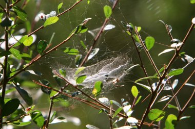 Bitkilerin yaprakları ve dalları üzerindeki örümcek ağı ipliklerinin yakın görüntüsü. Yeşil yapraklardan oluşan bir arkaplanda örümcek ağı. 