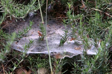 Bitkilerin yaprakları ve dalları üzerindeki örümcek ağı ipliklerinin yakın görüntüsü. Yeşil yapraklardan oluşan bir arkaplanda örümcek ağı. 