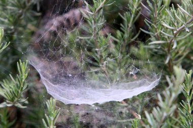 Bitkilerin yaprakları ve dalları üzerindeki örümcek ağı ipliklerinin yakın görüntüsü. Yeşil yapraklardan oluşan bir arkaplanda örümcek ağı. 