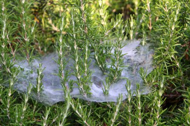Bitkilerin yaprakları ve dalları üzerindeki örümcek ağı ipliklerinin yakın görüntüsü. Yeşil yapraklardan oluşan bir arkaplanda örümcek ağı. 