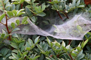 Bitkilerin yaprakları ve dalları üzerindeki örümcek ağı ipliklerinin yakın görüntüsü. Yeşil yapraklardan oluşan bir arkaplanda örümcek ağı. 