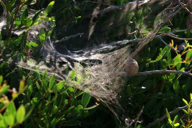 Bitkilerin yaprakları ve dalları üzerindeki örümcek ağı ipliklerinin yakın görüntüsü. Yeşil yapraklardan oluşan bir arkaplanda örümcek ağı. 