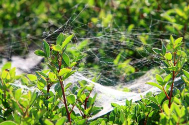 Bitkilerin yaprakları ve dalları üzerindeki örümcek ağı ipliklerinin yakın görüntüsü. Yeşil yapraklardan oluşan bir arkaplanda örümcek ağı. 