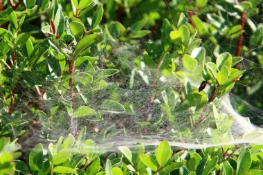 Bitkilerin yaprakları ve dalları üzerindeki örümcek ağı ipliklerinin yakın görüntüsü. Yeşil yapraklardan oluşan bir arkaplanda örümcek ağı. 
