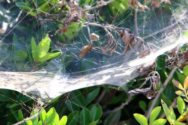 Bitkilerin yaprakları ve dalları üzerindeki örümcek ağı ipliklerinin yakın görüntüsü. Yeşil yapraklardan oluşan bir arkaplanda örümcek ağı. 