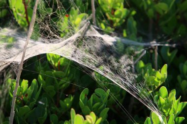 Bitkilerin yaprakları ve dalları üzerindeki örümcek ağı ipliklerinin yakın görüntüsü. Yeşil yapraklardan oluşan bir arkaplanda örümcek ağı. 