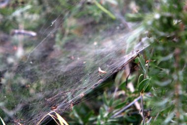 Bitkilerin yaprakları ve dalları üzerindeki örümcek ağı ipliklerinin yakın görüntüsü. Yeşil yapraklardan oluşan bir arkaplanda örümcek ağı. 