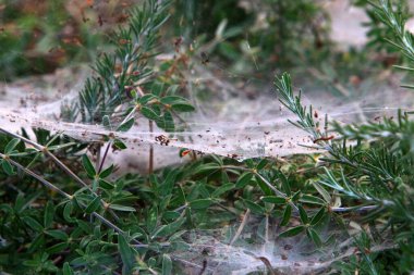 Bitkilerin yaprakları ve dalları üzerindeki örümcek ağı ipliklerinin yakın görüntüsü. Yeşil yapraklardan oluşan bir arkaplanda örümcek ağı. 