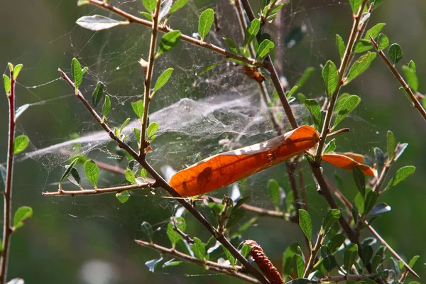 Vue Rapprochée Des Fils Toile Araignée Sur Les Feuilles Les — Photo