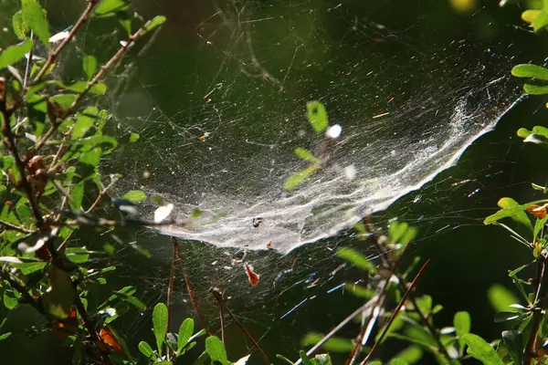 Vue Rapprochée Des Fils Toile Araignée Sur Les Feuilles Les — Photo