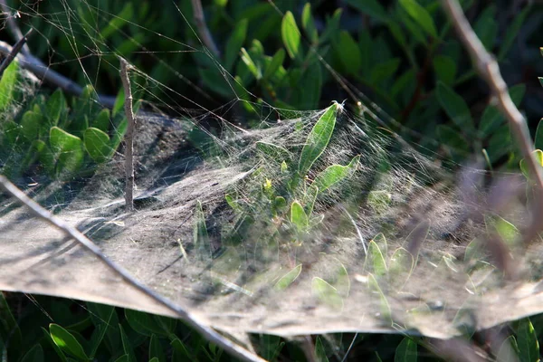 Γκρο Πλαν Άποψη Των Νημάτων Ιστό Αράχνης Στα Φύλλα Και — Φωτογραφία Αρχείου