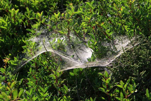 Vue Rapprochée Des Fils Toile Araignée Sur Les Feuilles Les — Photo