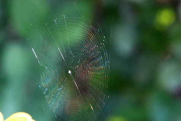 植物叶子和枝条上蜘蛛丝的特写视图 绿色叶子背景上的眼镜蛇 — 图库照片
