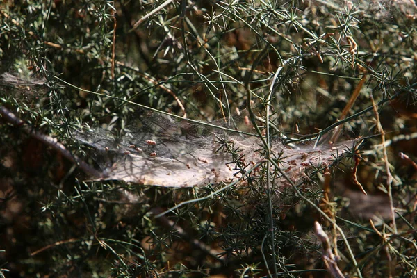 Närbild Spindelväv Trådar Blad Och Grenar Växter Cobweb Bakgrund Gröna — Stockfoto