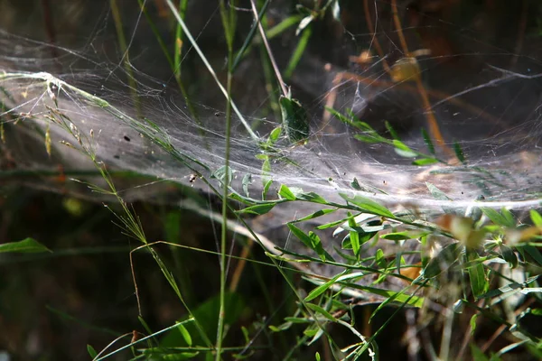 Närbild Spindelväv Trådar Blad Och Grenar Växter Cobweb Bakgrund Gröna — Stockfoto