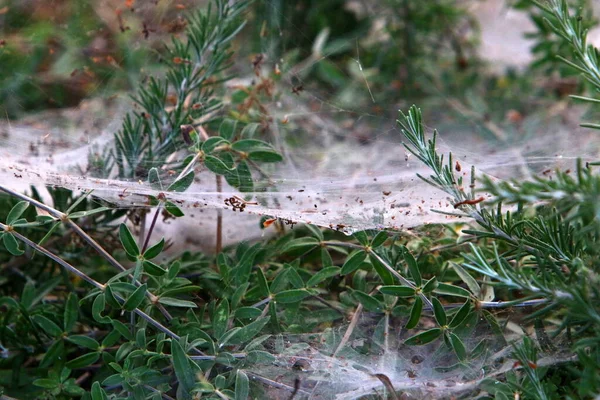 Bitkilerin yaprakları ve dalları üzerindeki örümcek ağı ipliklerinin yakın görüntüsü. Yeşil yapraklardan oluşan bir arkaplanda örümcek ağı. 