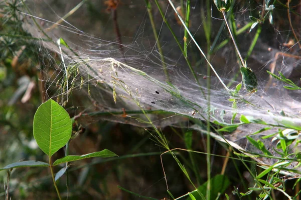 Γκρο Πλαν Άποψη Των Νημάτων Ιστό Αράχνης Στα Φύλλα Και — Φωτογραφία Αρχείου
