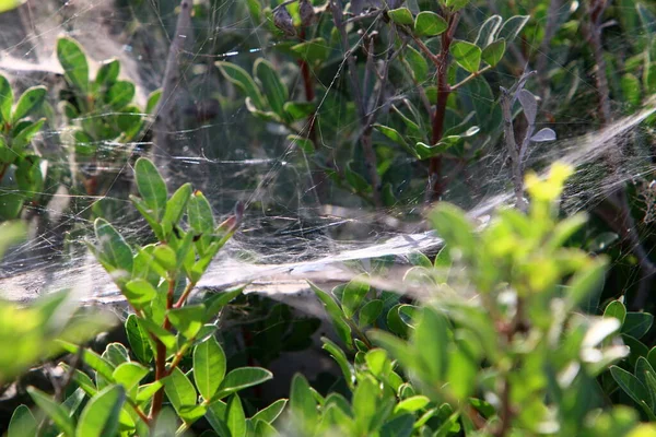 Vue Rapprochée Des Fils Toile Araignée Sur Les Feuilles Les — Photo