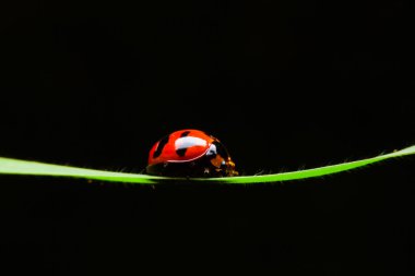 Uğur böceği yeşil çimenlerin üzerinde koşuyor. Güzel doğa.