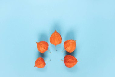 Mavi arka planda Çin feneri (Physalis franchetii) bitkisi. Mavi arka planda fizsalis dalı.