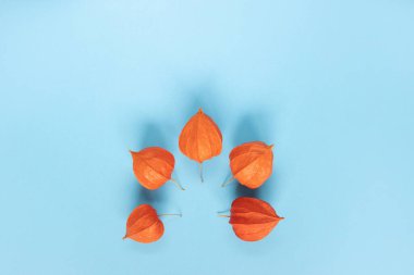 Mavi arka planda Çin feneri (Physalis franchetii) bitkisi. Mavi arka planda fizsalis dalı.