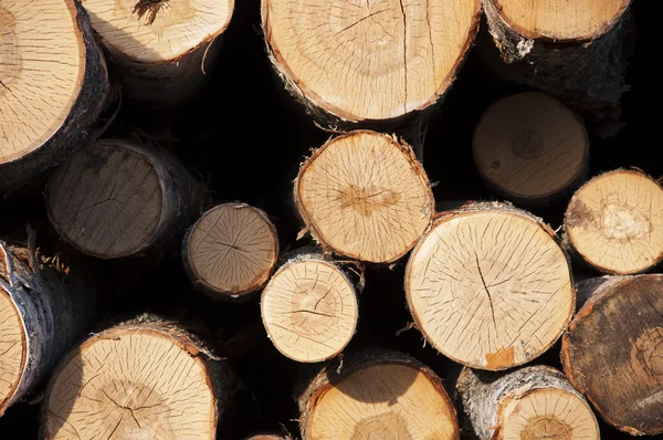 Kesilen huş ağaçları gövdeleri