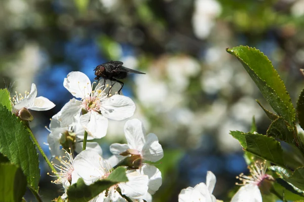 Siyah beyaz bir çiçek üzerinde bir sinek