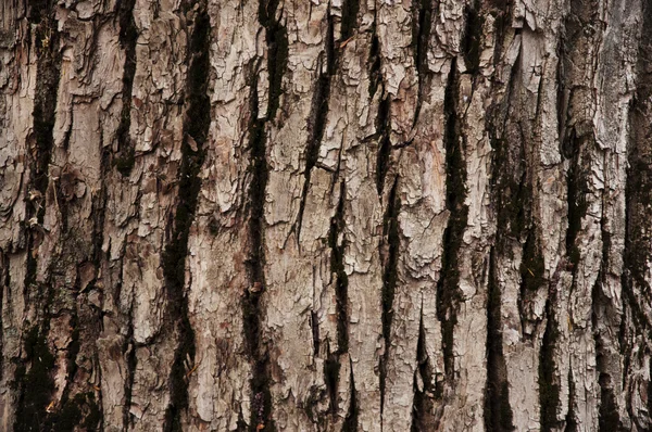 yaprak döken ağaç kabuğu