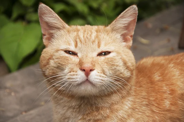 Namlu kırmızı yün kedi