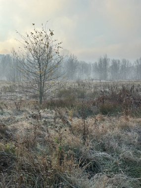 Sakin bir nehir ve uzak ağaçlar üzerinde puslu bir sonbahar sabahı