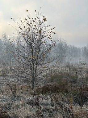 Sakin bir nehir ve uzak ağaçlar üzerinde puslu bir sonbahar sabahı
