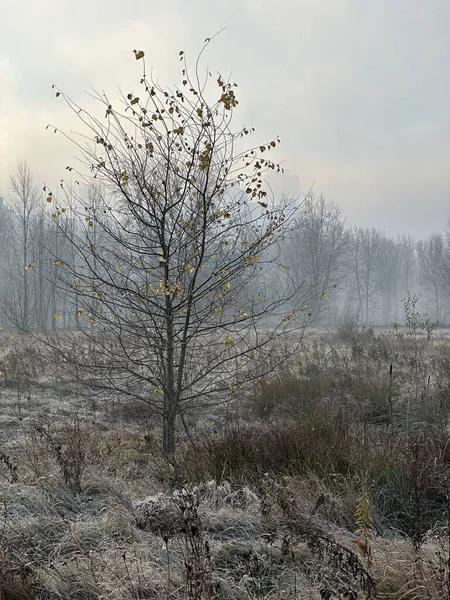 Sakin bir nehir ve uzak ağaçlar üzerinde puslu bir sonbahar sabahı