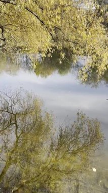 Sakin bir nehir ve uzak ağaçlar üzerinde puslu bir sonbahar sabahı