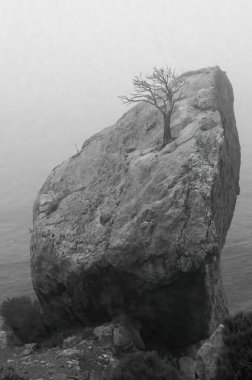 Yoğun siste yükselen ağaçlarla birlikte sisli kış dağları