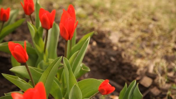 Tulipas vermelhas no dia da primavera, vista superior — Vídeo de Stock