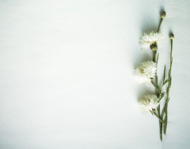 Beyaz arka plan üzerinde izole beyaz vereceğim. Düz yatıyordu, en iyi görünüm. Metniniz için yer.