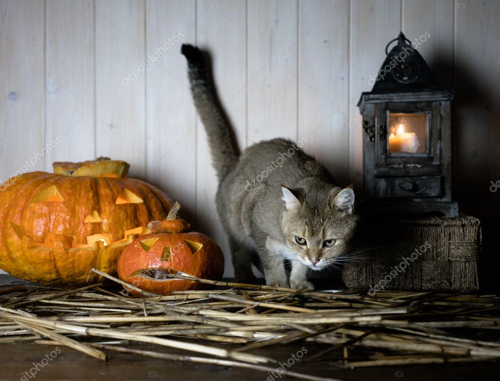 Halloween. Vintage-Interieur im westlichen Stil. Britische Katze neben